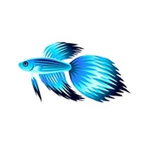 Aqua Veiltail Betta